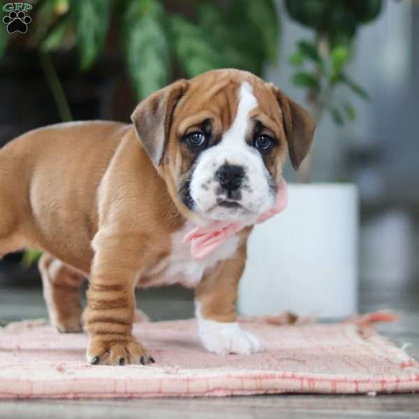 Lucy, Beabull Puppy